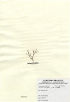 藏品(傘房龍鬚菜)的圖片